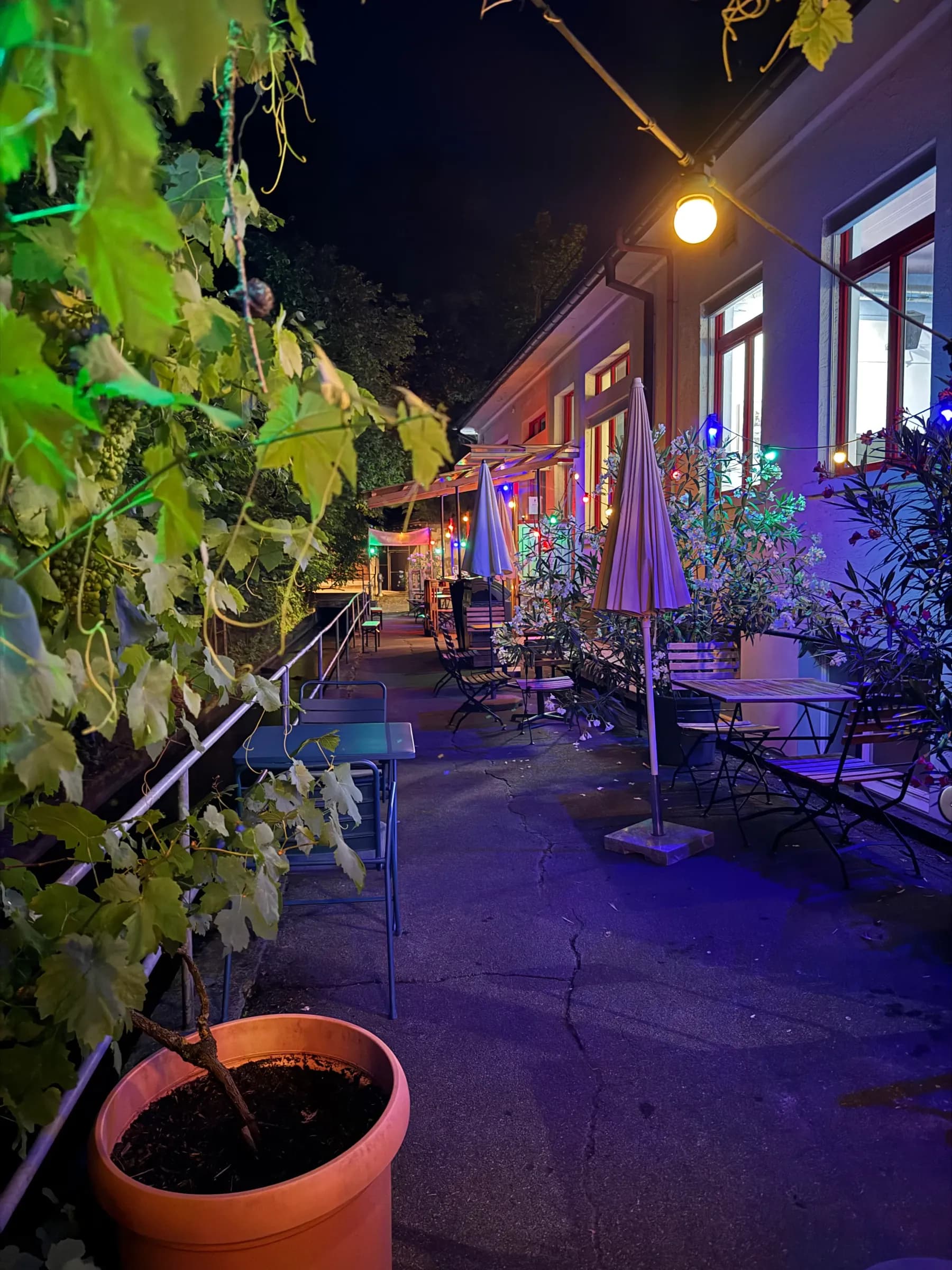 Benteli's Terrasse am Abend unter Lichterketten und Weinlaub